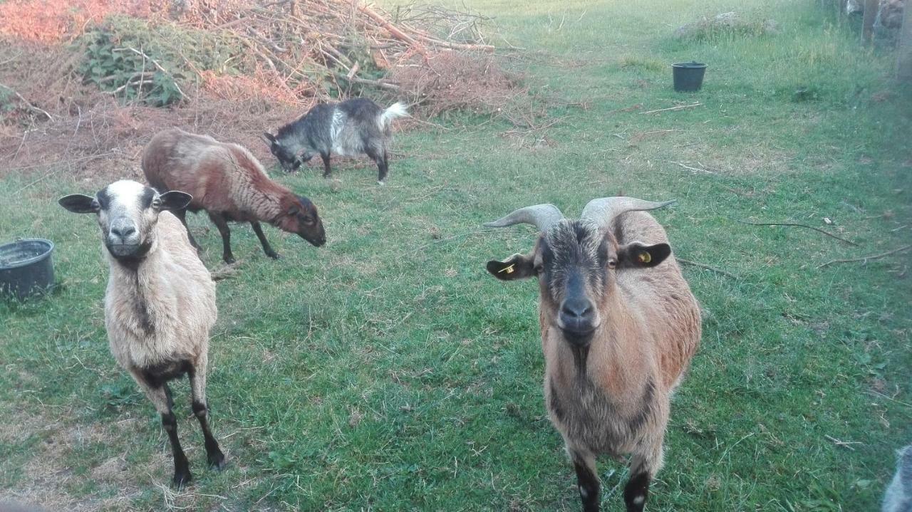 Ferien Auf Dem Lande *